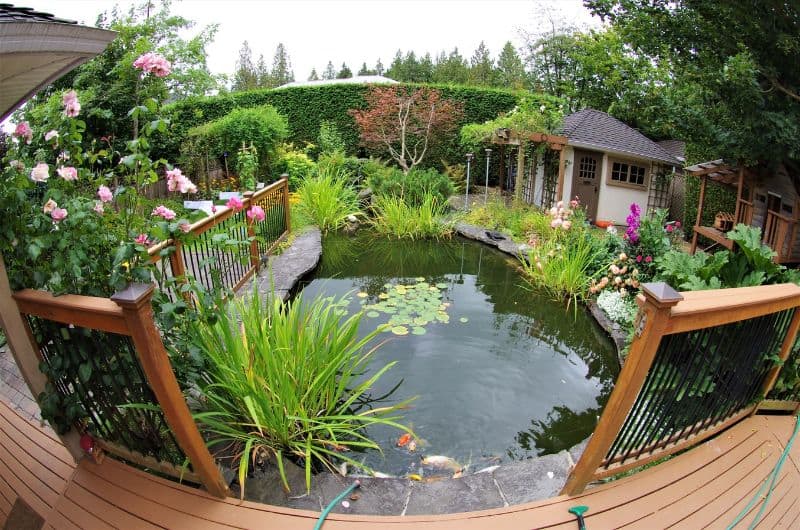 Garden Pond Building Tips