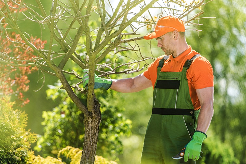 Tree Care Tips How to Keep Your Trees Healthy